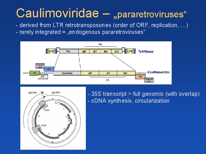 Caulimoviridae – „pararetroviruses“ - derived from LTR retrotransposones (order of ORF, replication, …) - Caulimoviridae – „pararetroviruses“ - derived from LTR retrotransposones (order of ORF, replication, …) -