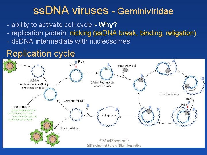 ss. DNA viruses - Geminiviridae - ability to activate cell cycle - Why? - ss. DNA viruses - Geminiviridae - ability to activate cell cycle - Why? -