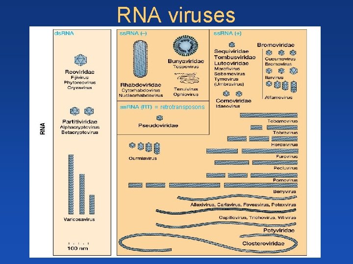 RNA viruses = retrotransposons RNA viruses = retrotransposons