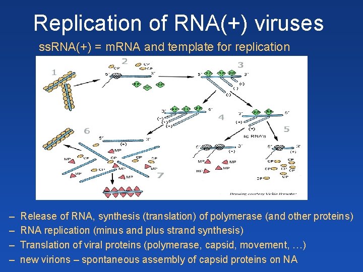 Replication of RNA(+) viruses ss. RNA(+) = m. RNA and template for replication – Replication of RNA(+) viruses ss. RNA(+) = m. RNA and template for replication –