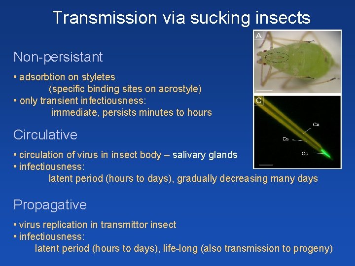 Transmission via sucking insects Non-persistant • adsorbtion on styletes (specific binding sites on acrostyle) Transmission via sucking insects Non-persistant • adsorbtion on styletes (specific binding sites on acrostyle)