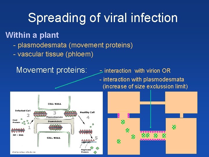 Spreading of viral infection Within a plant - plasmodesmata (movement proteins) - vascular tissue Spreading of viral infection Within a plant - plasmodesmata (movement proteins) - vascular tissue