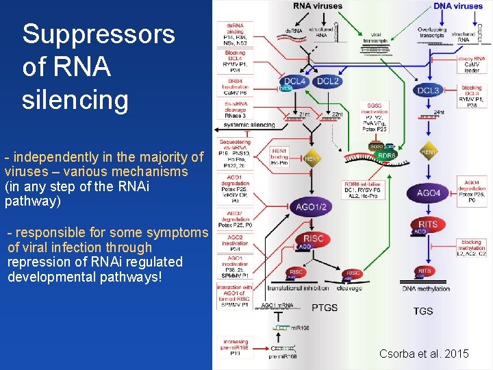 Suppressors of RNA silencing - independently in the majority of viruses – various mechanisms Suppressors of RNA silencing - independently in the majority of viruses – various mechanisms