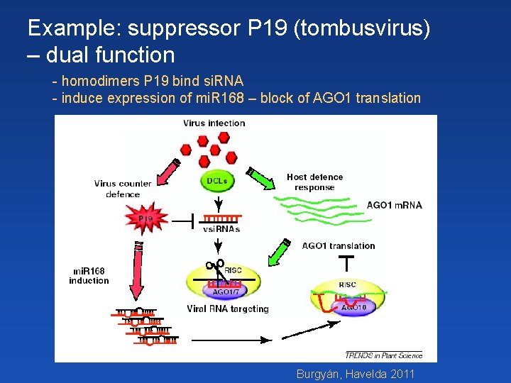 Example: suppressor P 19 (tombusvirus) – dual function - homodimers P 19 bind si. Example: suppressor P 19 (tombusvirus) – dual function - homodimers P 19 bind si.