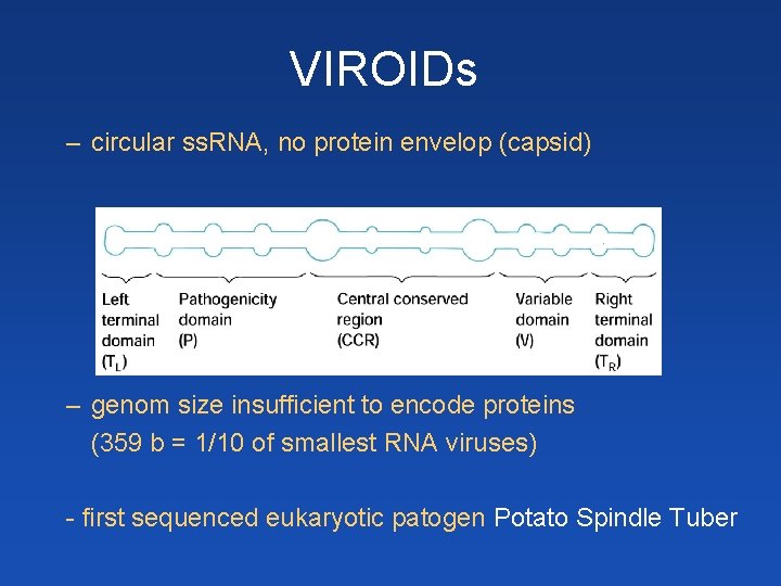 VIROIDs – circular ss. RNA, no protein envelop (capsid) – genom size insufficient to VIROIDs – circular ss. RNA, no protein envelop (capsid) – genom size insufficient to