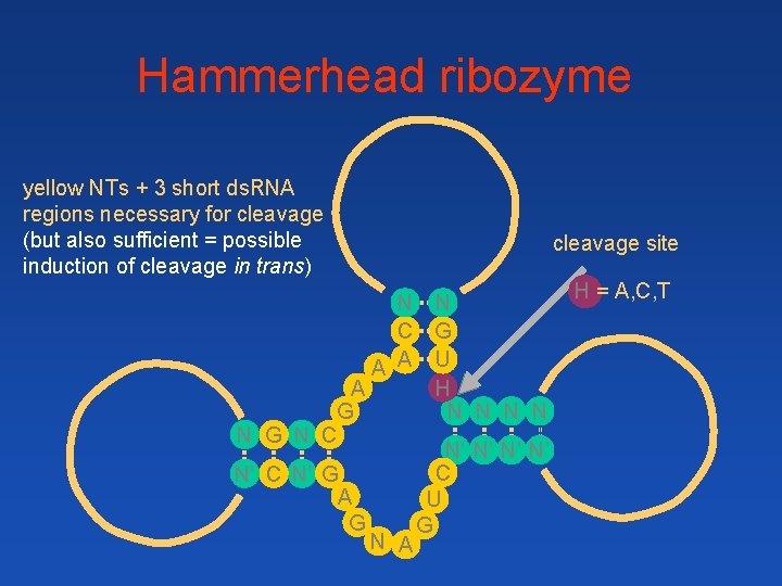 Hammerhead ribozyme yellow NTs + 3 short ds. RNA regions necessary for cleavage (but Hammerhead ribozyme yellow NTs + 3 short ds. RNA regions necessary for cleavage (but