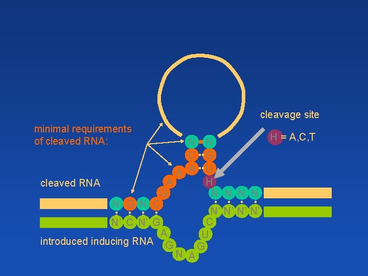 cleavage site minimal requirements of cleaved RNA: N N C G A A U cleavage site minimal requirements of cleaved RNA: N N C G A A U