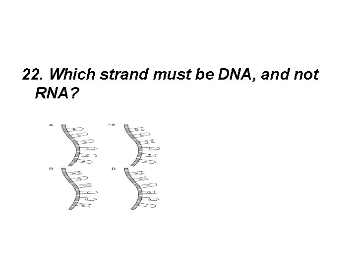 22. Which strand must be DNA, and not RNA? 
