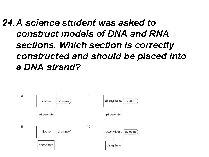 24. A science student was asked to construct models of DNA and RNA sections.