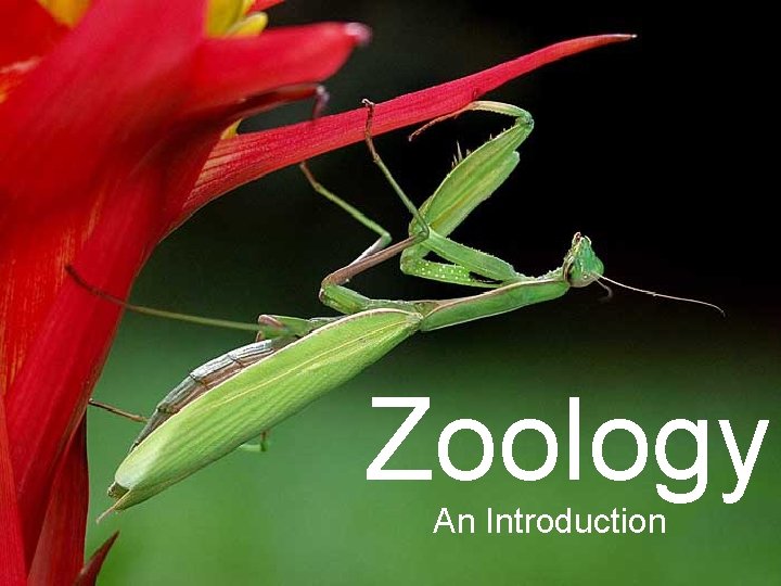 Zoology An Introduction 