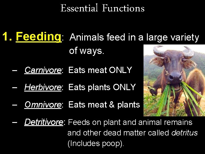 Essential Functions 1. Feeding: Animals feed in a large variety of ways. – Carnivore:
