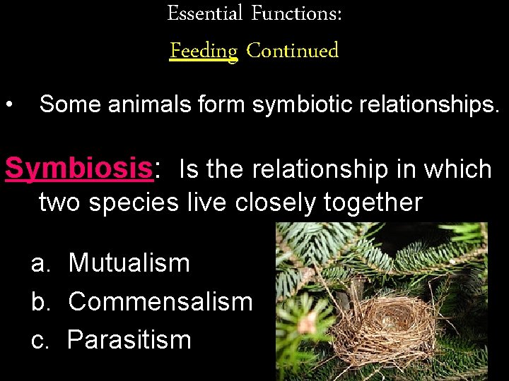 Essential Functions: Feeding Continued • Some animals form symbiotic relationships. Symbiosis: Is the relationship