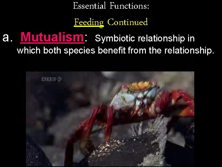 Essential Functions: Feeding Continued a. Mutualism: Symbiotic relationship in which both species benefit from