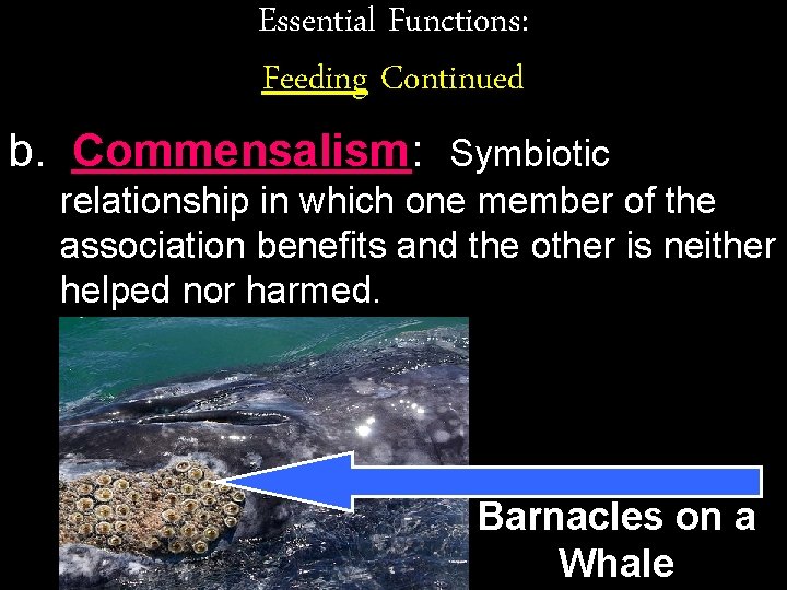 Essential Functions: Feeding Continued b. Commensalism: Symbiotic relationship in which one member of the