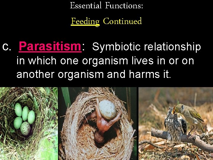 Essential Functions: Feeding Continued c. Parasitism: Symbiotic relationship in which one organism lives in