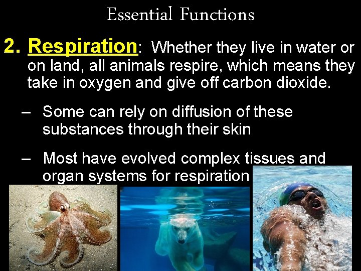 Essential Functions 2. Respiration: Whether they live in water or on land, all animals