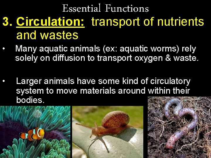 Essential Functions 3. Circulation: transport of nutrients and wastes • Many aquatic animals (ex: