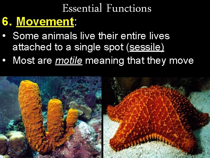 Essential Functions 6. Movement: • Some animals live their entire lives attached to a