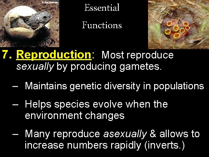 Essential Functions 7. Reproduction: Most reproduce sexually by producing gametes. – Maintains genetic diversity