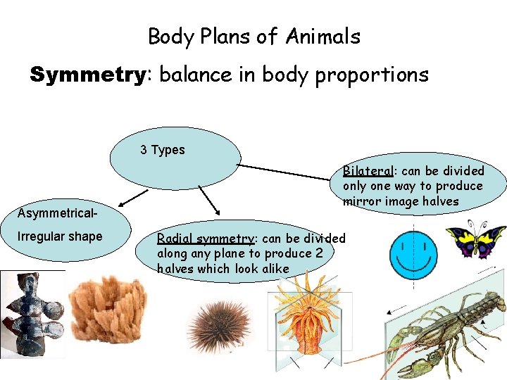 Body Plans of Animals Symmetry: balance in body proportions 3 Types Asymmetrical. Irregular shape