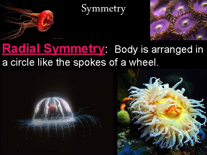 Symmetry Radial Symmetry: Body is arranged in a circle like the spokes of a