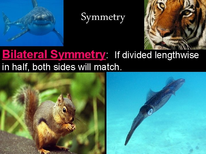 Symmetry Bilateral Symmetry: If divided lengthwise in half, both sides will match. 