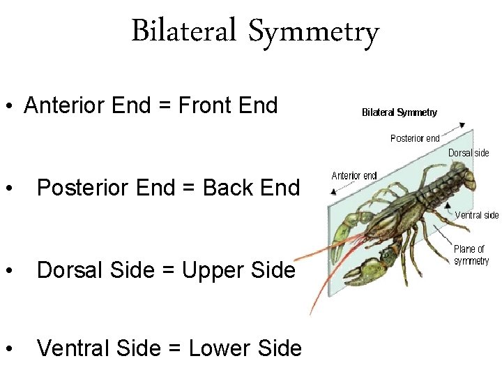 Bilateral Symmetry • Anterior End = Front End • Posterior End = Back End