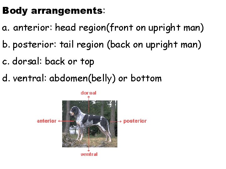 Body arrangements: a. anterior: head region(front on upright man) b. posterior: tail region (back