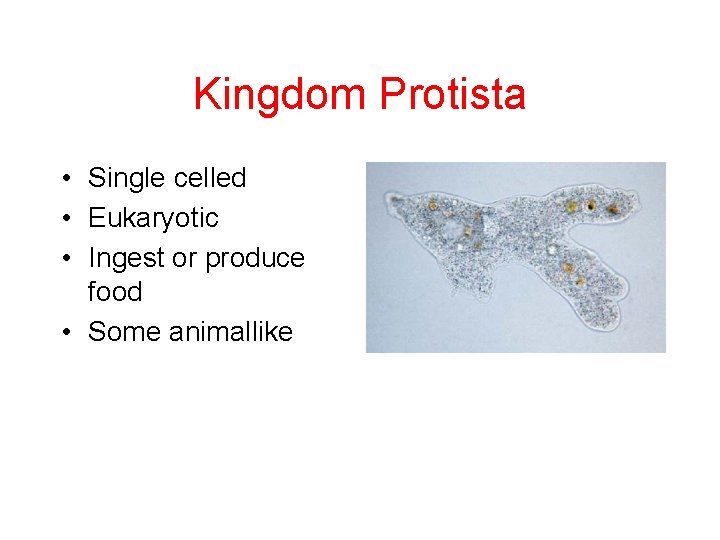 Kingdom Protista • Single celled • Eukaryotic • Ingest or produce food • Some