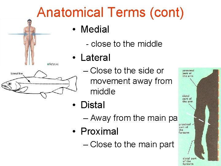 Anatomical Terms (cont) • Medial - close to the middle • Lateral – Close
