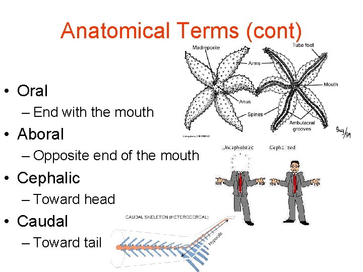 Anatomical Terms (cont) • Oral – End with the mouth • Aboral – Opposite