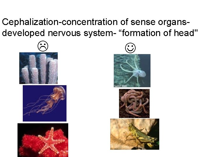 Cephalization-concentration of sense organs- developed nervous system- “formation of head" 