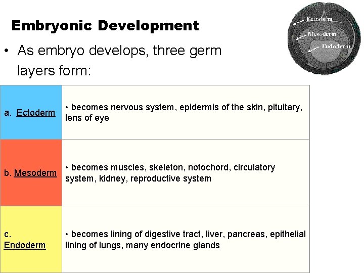 Embryonic Development • As embryo develops, three germ layers form: a. Ectoderm • becomes