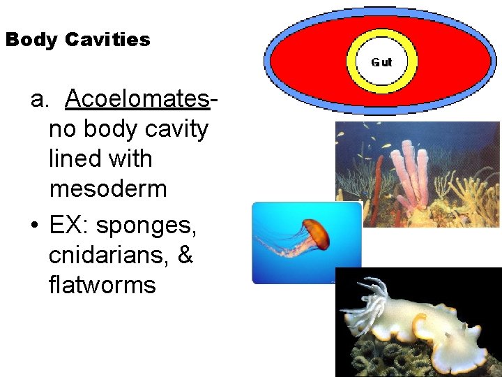 Body Cavities a. Acoelomates- no body cavity lined with mesoderm • EX: sponges, cnidarians,