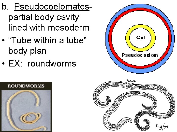 b. Pseudocoelomates- partial body cavity lined with mesoderm • “Tube within a tube” body