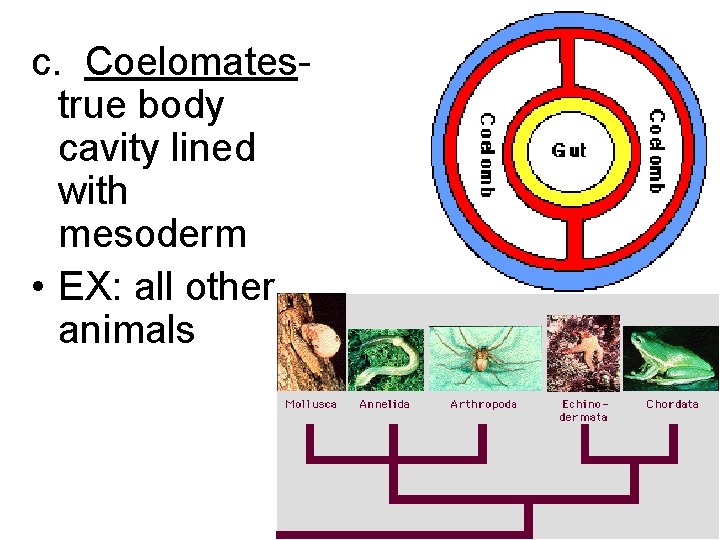 c. Coelomates- true body cavity lined with mesoderm • EX: all other animals 