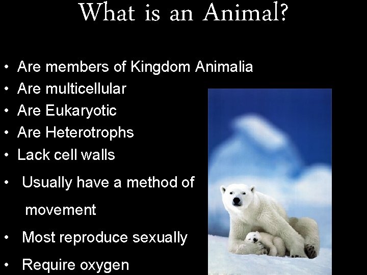 What is an Animal? • Are members of Kingdom Animalia • Are multicellular •