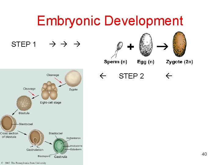 Embryonic Development STEP 1 STEP 2 40 