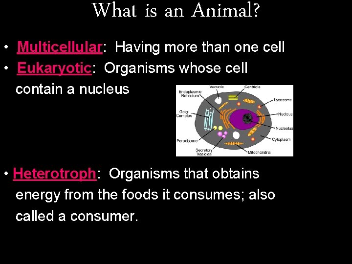 What is an Animal? • Multicellular: Having more than one cell • Eukaryotic: Organisms