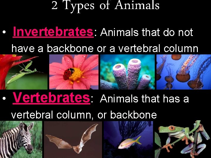 2 Types of Animals • Invertebrates: Animals that do not have a backbone or