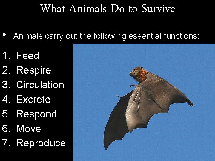 What Animals Do to Survive • Animals carry out the following essential functions: 1.