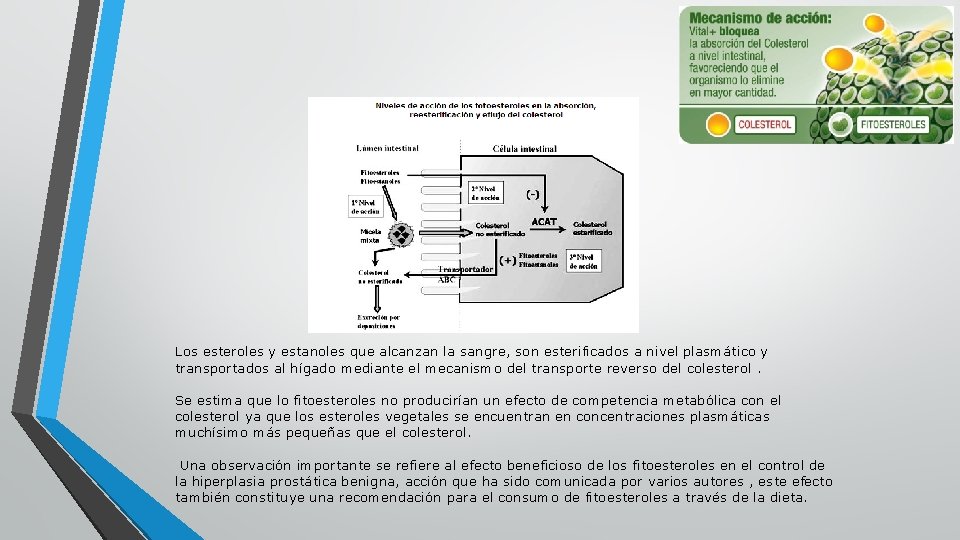 Los esteroles y estanoles que alcanzan la sangre, son esterificados a nivel plasmático y