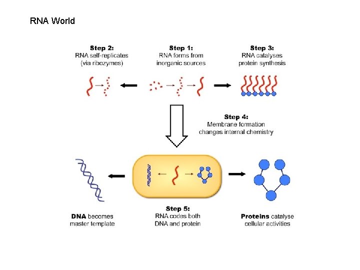 RNA World 