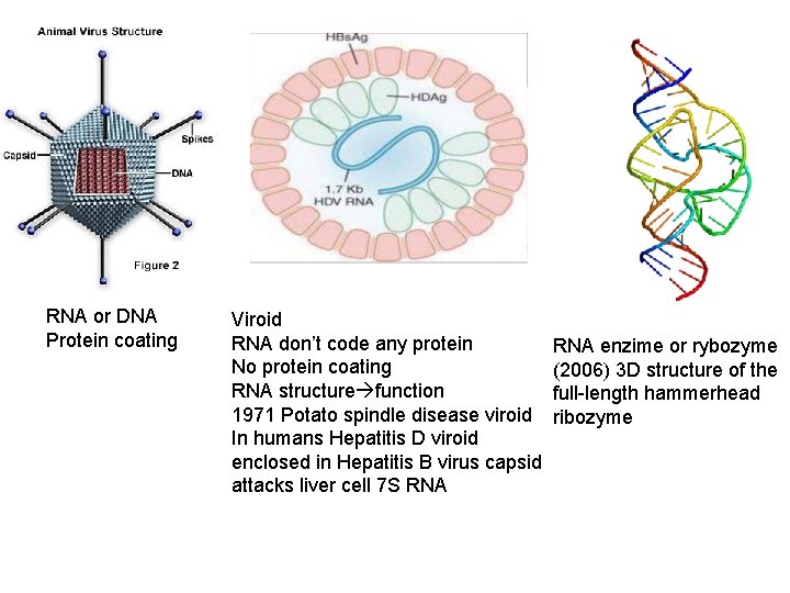 RNA or DNA Protein coating Viroid RNA don’t code any protein No protein coating