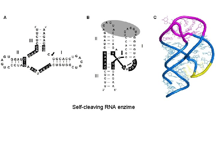 Self-cleaving RNA enzime 