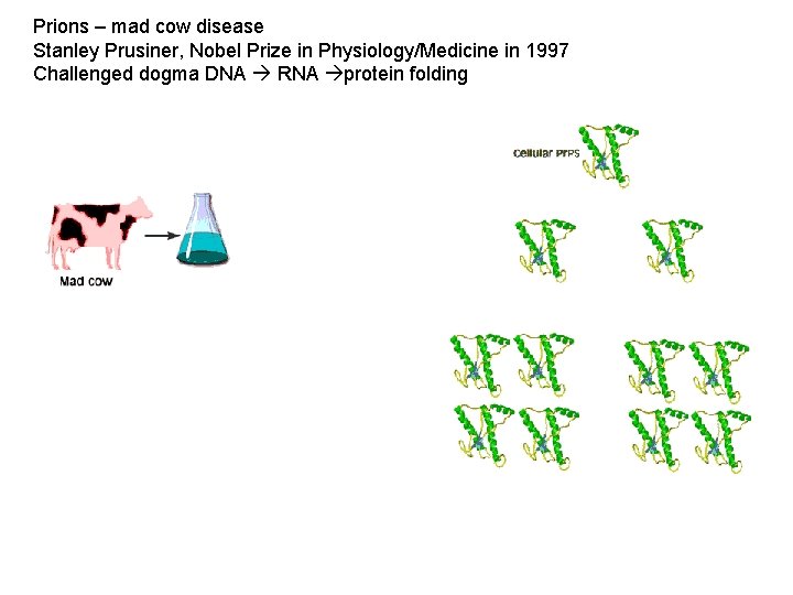 Prions – mad cow disease Stanley Prusiner, Nobel Prize in Physiology/Medicine in 1997 Challenged