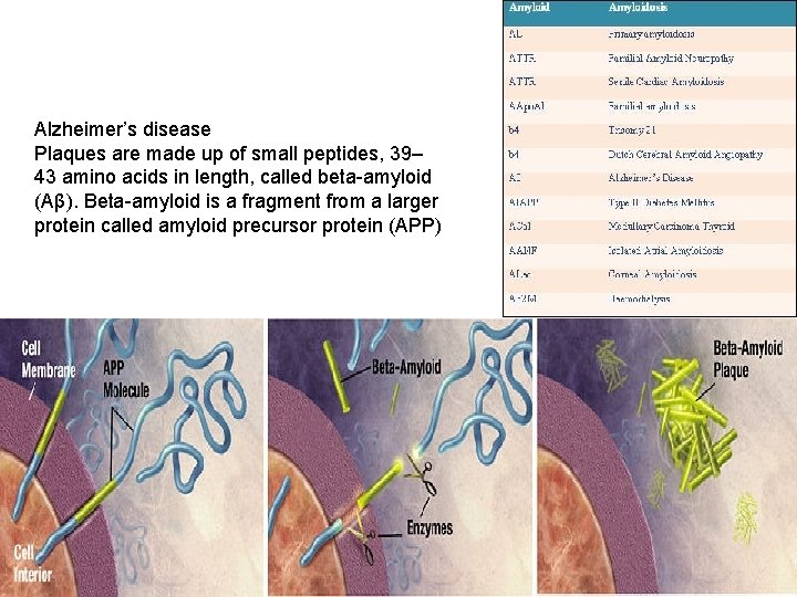 Alzheimer’s disease Plaques are made up of small peptides, 39– 43 amino acids in