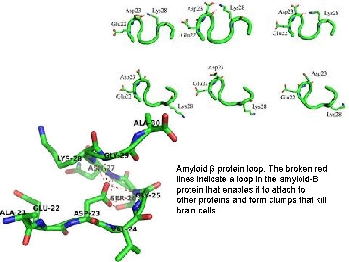 Amyloid β protein loop. The broken red lines indicate a loop in the amyloid-B