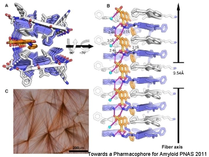 Towards a Pharmacophore for Amyloid PNAS 2011 