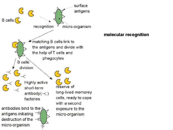 molecular recognition 